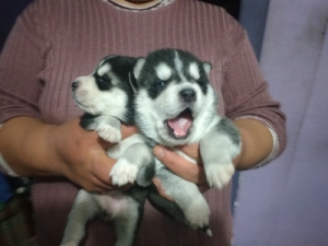 husky siberiano