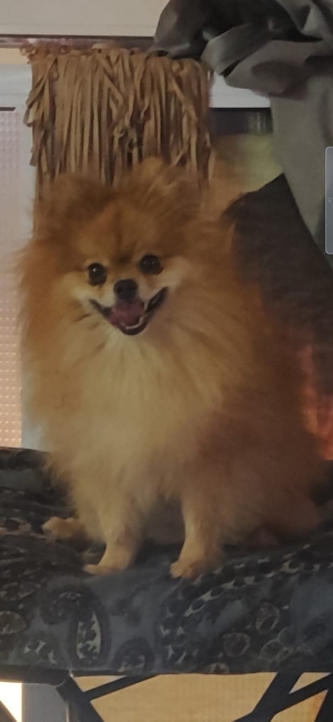 Chien spitz nain