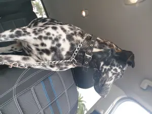 Dalmatien