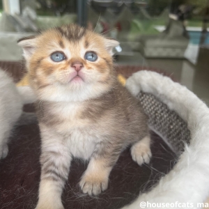 Scottish fold mâle