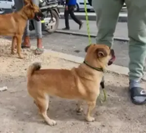 Chien carlin croisè avec pikinwa age de 10 mois