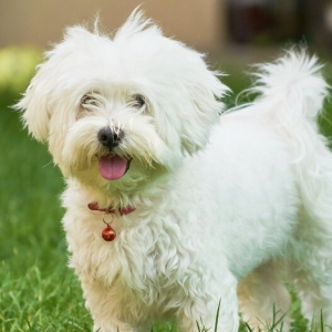 Urgent Donne Bichon Maltais