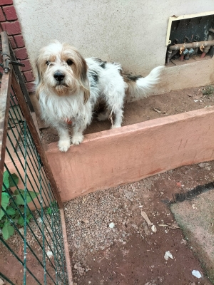 vente  chien