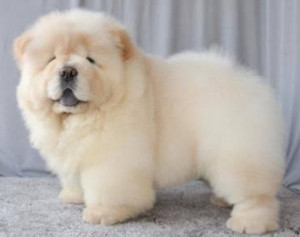 Chow chow