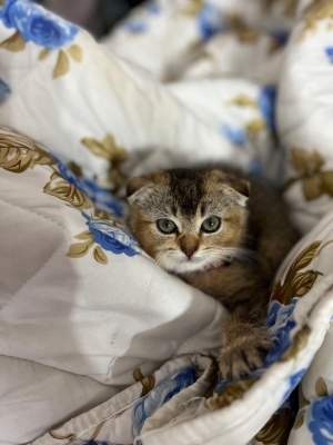 Scottish fold