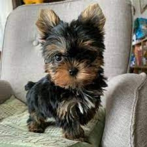 Chiots Yorkie examinés par un vétérinaire.