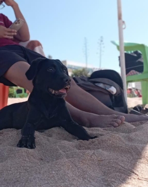 Adorable Labrador Femelle Noire à Vendre🐾😍