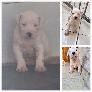 Dogue argentin pure (8 chiots)