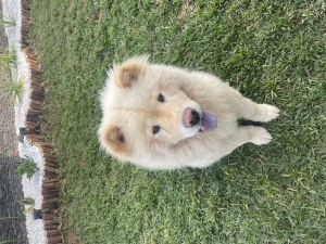 Chow-chow a vendre