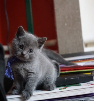 Chartreux chaton