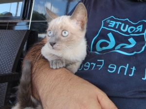 Chat taï