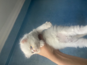 Chatons persans