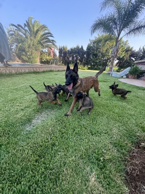 Malinois a vendre