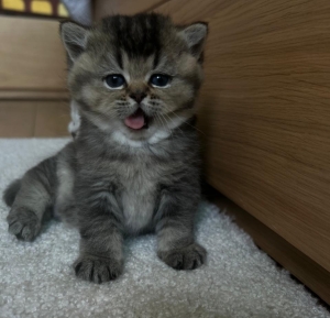 Chatons à vendre