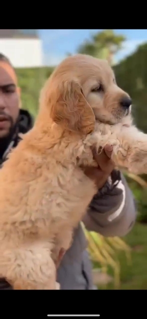 golden retriever