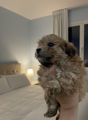 Bichon havanais