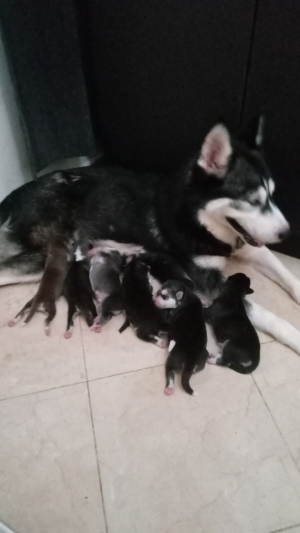 husky siberiano