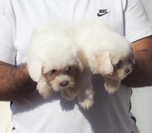 disponible chiots bichon maltais pur race