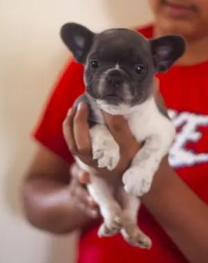 magnifique chiot bulldog francais