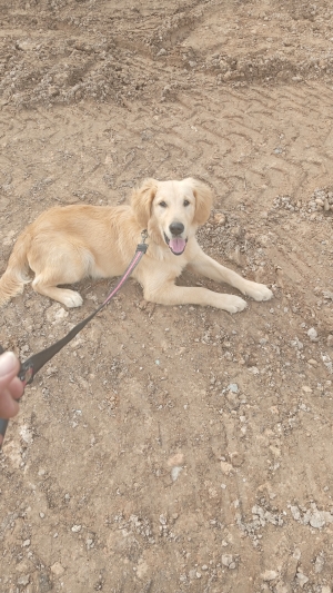 golden retriever