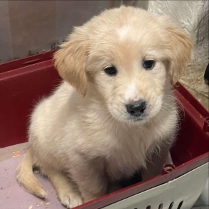 Golden retriever 2 mois