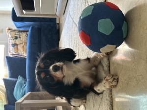 Adorable Cavalier King Charles