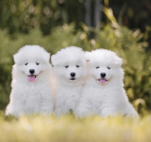 Chiots samoyède russe