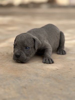 CANE CORSO