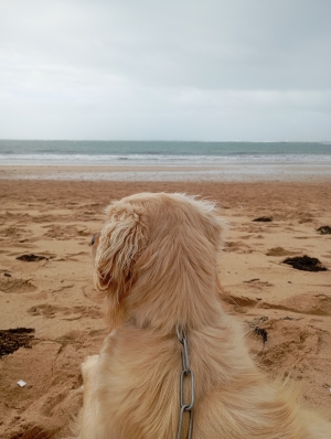 Golden retriever