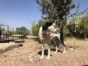 Chiots dalmatiens (pere) adoption