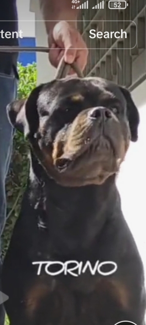 Rottweiler mâle pedigree confirmé