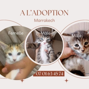 Adoption 3 chatons de la meme maman