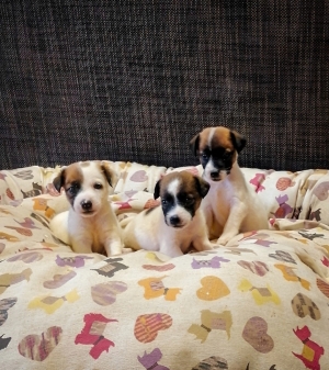 Jack Russell 🐾