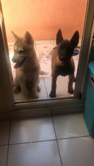 Vendre deux chiots