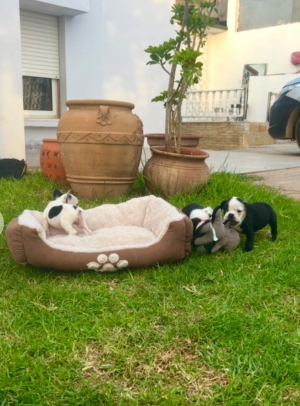Bulldog français