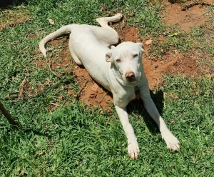 Jeune dogue argentin