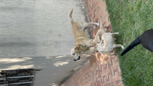 Adorables Chiots Labradors Pure Race