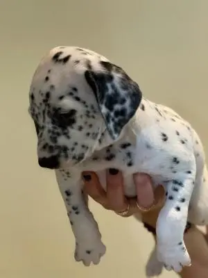 Dalmatiens