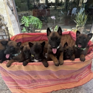 Chiots malinois charbonné