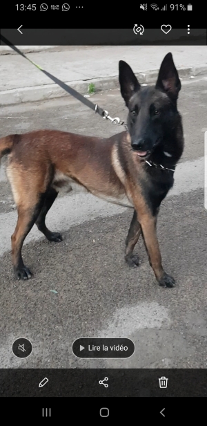 Vendre chien malinois charbonet