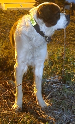 Magnifique Saint bernard male pure race