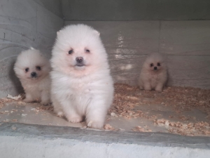 Magnifique Chiots Spitz pomeranian nain