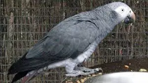 Oiseau gris afrique timneh