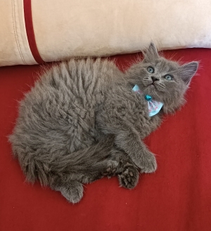 Nebelung chaton