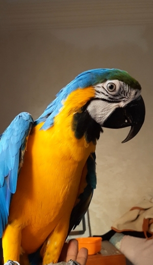 Perroquet Ararauna