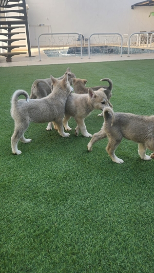 Chiots Huskita à vendre – Mâles et Femelles