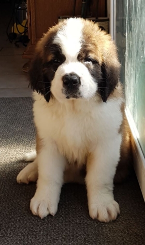 Saint Bernard 3 mois