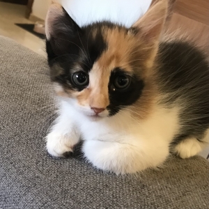 JOLIE MINETTE DE 2 MOIS À ADOPTER