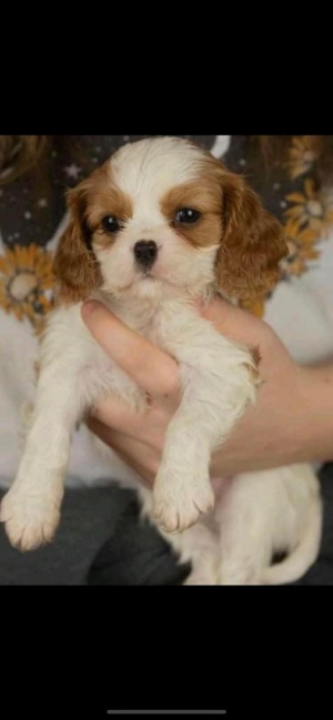 cavalier king charles