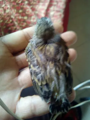 3couple canari avec ses petit canari